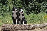 BORDER COLLIE 233